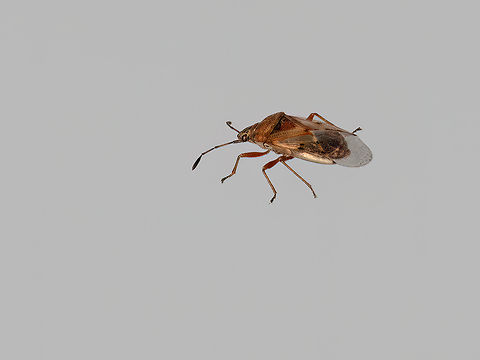Birch catkin bug - Kleidocerys resedae Length 4.5-5.5 mm. A rust-coloured bug. The forewings are patterned and largely transparent, with the corium and clavus punctate. The clavus has three rows of punctures.
https://www.jungledragon.com/image/148441/birch_catkin_bug_-_kleidocerys_resedae.html Animalia,Arthropoda,Birch Catkin Bug,Birch catkin bug,Bulgaria,Europe,Geotagged,Ground bug,Hemiptera,Insecta,Kleidocerys resedae,Lygaeidae,Lygaeoidea,Seed bug,Sofia,Spring,Wildlife