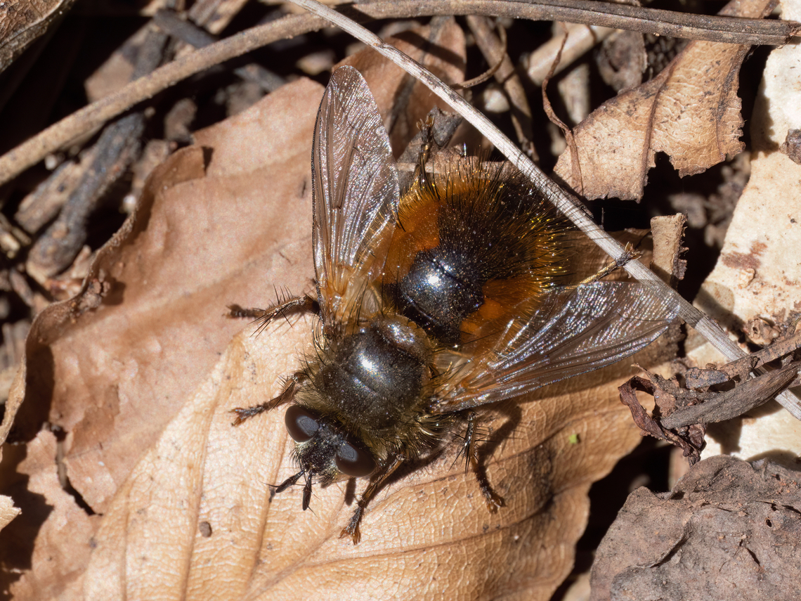 Tachina lurida <figure class="photo"><a href="https://www.jungledragon.com/image/148453/tachina_lurida.html" title="Tachina lurida"><img src="https://s3.amazonaws.com/media.jungledragon.com/images/1332/148453_thumb.jpg?AWSAccessKeyId=05GMT0V3GWVNE7GGM1R2&Expires=1769040010&Signature=ntyVx5mniy5T2%2FiYr9Gy1nF3cu8%3D" width="200" height="150" alt="Tachina lurida https://www.jungledragon.com/image/148452/tachina_lurida.html Animalia,Arthropoda,Bulgaria,Diptera,Europe,Geotagged,Insecta,Lozen mountain,Sofia,Spring,Tachina lurida,Tachinid fly,Tachinidae,Wildlife" /></a></figure> Animalia,Arthropoda,Bulgaria,Diptera,Europe,Geotagged,Insecta,Lozen mountain,Sofia,Spring,Tachina lurida,Tachinid fly,Tachinidae,Wildlife