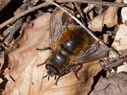 Tachina lurida https://www.jungledragon.com/image/148453/tachina_lurida.html Animalia,Arthropoda,Bulgaria,Diptera,Europe,Geotagged,Insecta,Lozen mountain,Sofia,Spring,Tachina lurida,Tachinid fly,Tachinidae,Wildlife