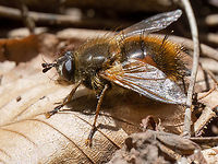 Tachina lurida https://www.jungledragon.com/image/148452/tachina_lurida.html Animalia,Arthropoda,Bulgaria,Diptera,Europe,Geotagged,Insecta,Lozen mountain,Sofia,Spring,Tachina lurida,Tachinid fly,Tachinidae,Wildlife