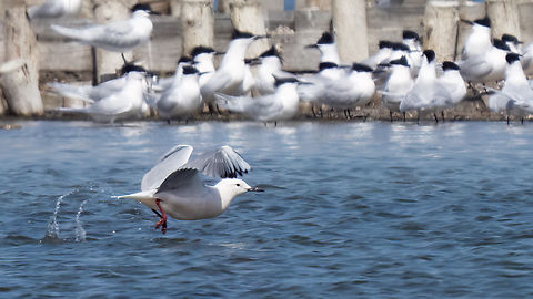 Slender-billed gull - Chroicocephalus genei  Animalia,Aves,Black sea,Bulgaria,Charadriiformes,Chordata,Chroicocephalus genei,Europe,Geotagged,Laridae,Pomorie,Slender-billed gull,Spring,Wildlife