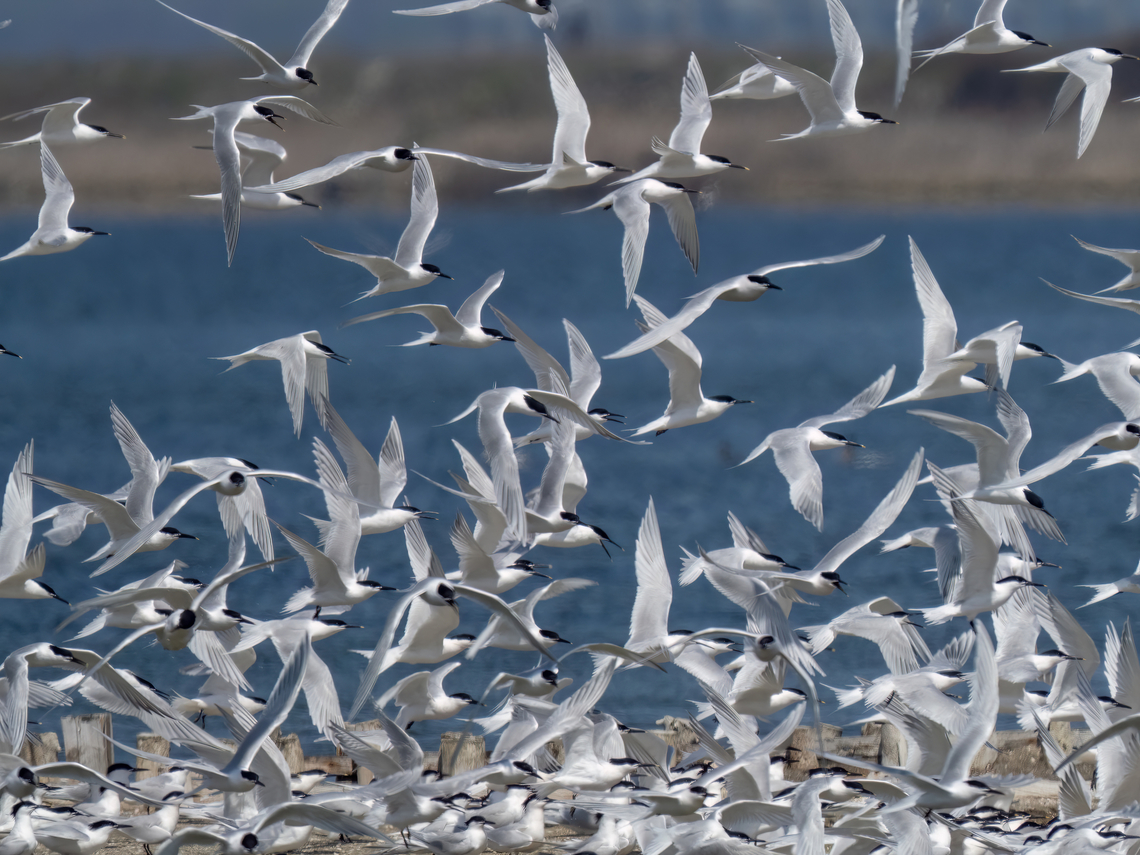 Snadwich terns - Thalasseus sandvicensis An amazing sight - thousands of birds flirting and preparing to nest.  Animalia,Aves,Black sea,Bulgaria,Charadriiformes,Chordata,Europe,Geotagged,Laridae,Pomorie,Sandwich tern,Spring,Thalasseus sandvicensis,Wildlife