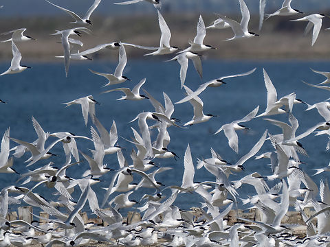 Snadwich terns - Thalasseus sandvicensis An amazing sight - thousands of birds flirting and preparing to nest.  Animalia,Aves,Black sea,Bulgaria,Charadriiformes,Chordata,Europe,Geotagged,Laridae,Pomorie,Sandwich tern,Spring,Thalasseus sandvicensis,Wildlife