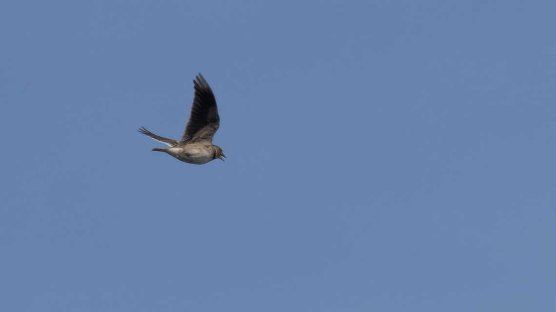 European calandra lark - Melanocorypha calandra  Alaudidae,Animalia,Aves,Bulgaria,Calandra lark,Chordata,Europe,European calandra lark,Geotagged,Karnobat,Melanocorypha calandra,Passeriformes,Passerine,Spring,Wildlife