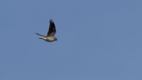 European calandra lark - Melanocorypha calandra  Alaudidae,Animalia,Aves,Bulgaria,Calandra lark,Chordata,Europe,European calandra lark,Geotagged,Karnobat,Melanocorypha calandra,Passeriformes,Passerine,Spring,Wildlife