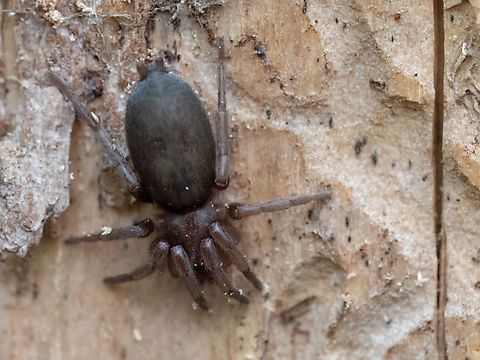 Ground spider - Scotophaeus peninsularis https://www.jungledragon.com/image/148561/ground_spider_-_scotophaeus_peninsularis.html Animalia,Arachnida,Araneae,Arthropoda,Bulgaria,Geotagged,Gnaphosidae,Scotophaeus peninsularis,Spring,Wildlife