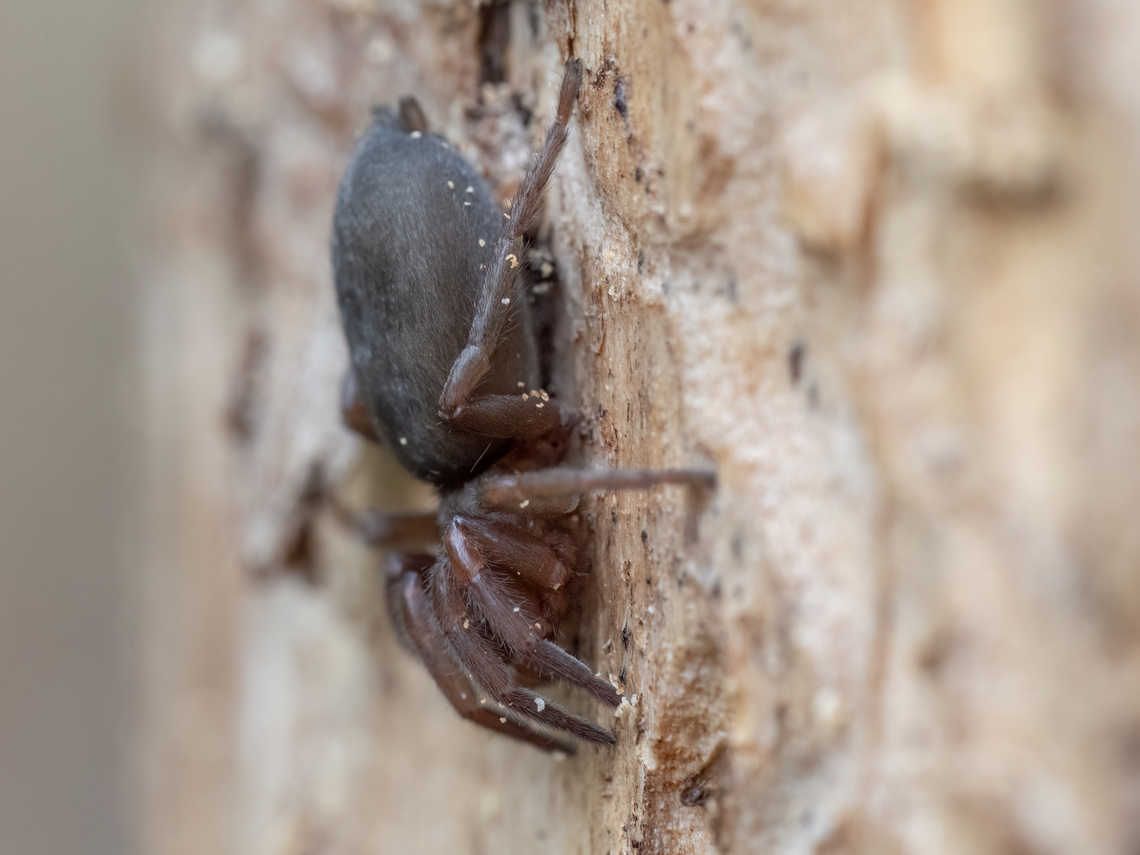 Ground spider - Scotophaeus peninsularis <figure class="photo"><a href="https://www.jungledragon.com/image/148560/ground_spider_-_scotophaeus_peninsularis.html" title="Ground spider - Scotophaeus peninsularis"><img src="https://s3.amazonaws.com/media.jungledragon.com/images/1332/148560_thumb.jpg?AWSAccessKeyId=05GMT0V3GWVNE7GGM1R2&Expires=1759968010&Signature=0bp34CsE6gnX6H0eAkBEC3Mkyzk%3D" width="200" height="150" alt="Ground spider - Scotophaeus peninsularis https://www.jungledragon.com/image/148561/ground_spider_-_scotophaeus_peninsularis.html Animalia,Arachnida,Araneae,Arthropoda,Bulgaria,Geotagged,Gnaphosidae,Scotophaeus peninsularis,Spring,Wildlife" /></a></figure> Animalia,Arachnida,Araneae,Arthropoda,Bulgaria,Geotagged,Gnaphosidae,Scotophaeus peninsularis,Spring,Wildlife