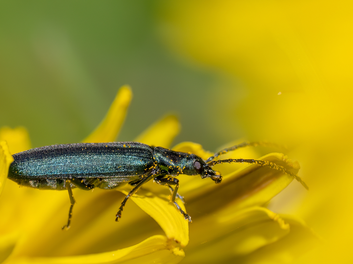 False blister beetle - Ischnomera cyanea <figure class="photo"><a href="https://www.jungledragon.com/image/148563/false_blister_beetle_-_ischnomera_cyanea.html" title="False blister beetle - Ischnomera cyanea"><img src="https://s3.amazonaws.com/media.jungledragon.com/images/1332/148563_thumb.jpg?AWSAccessKeyId=05GMT0V3GWVNE7GGM1R2&Expires=1763596810&Signature=44qgqjH3%2FXRpKgA2EZ%2BT1Ejf%2BCc%3D" width="200" height="150" alt="False blister beetle - Ischnomera cyanea https://www.jungledragon.com/image/148562/false_blister_beetle_-_ischnomera_cyanea.html Animalia,Arthropoda,Bulgaria,Coleoptera,Europe,False blister beetle,Geotagged,Insecta,Ischnomera cyanea,Oedemeridae,Sofia,South park,Spring,Tenebrionoidea,Wildlife" /></a></figure> Animalia,Arthropoda,Bulgaria,Coleoptera,Europe,False blister beetle,Geotagged,Insecta,Ischnomera cyanea,Oedemeridae,Sofia,South park,Spring,Tenebrionoidea,Wildlife