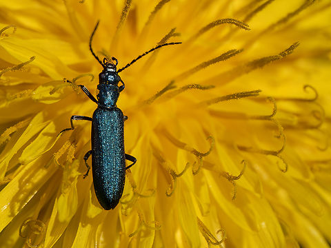 False blister beetle - Ischnomera cyanea https://www.jungledragon.com/image/148562/false_blister_beetle_-_ischnomera_cyanea.html Animalia,Arthropoda,Bulgaria,Coleoptera,Europe,False blister beetle,Geotagged,Insecta,Ischnomera cyanea,Oedemeridae,Sofia,South park,Spring,Tenebrionoidea,Wildlife