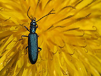 False blister beetle - Ischnomera cyanea https://www.jungledragon.com/image/148562/false_blister_beetle_-_ischnomera_cyanea.html Animalia,Arthropoda,Bulgaria,Coleoptera,Europe,False blister beetle,Geotagged,Insecta,Ischnomera cyanea,Oedemeridae,Sofia,South park,Spring,Tenebrionoidea,Wildlife