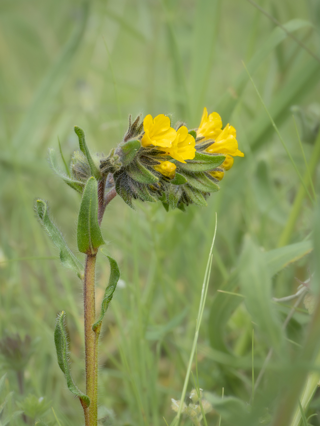 Alkanna primuliflora <figure class="photo"><a href="https://www.jungledragon.com/image/148769/alkanna_primuliflora.html" title="Alkanna primuliflora"><img src="https://s3.amazonaws.com/media.jungledragon.com/images/1332/148769_thumb.jpg?AWSAccessKeyId=05GMT0V3GWVNE7GGM1R2&Expires=1769040010&Signature=fJ1gRVavpf8nsXgOtLaUcE8SFTs%3D" width="200" height="150" alt="Alkanna primuliflora https://www.jungledragon.com/image/148768/alkanna_primuliflora.html Alkanna primuliflora,Boraginaceae,Boraginales,Bulgaria,Eudicot,Flowering Plant,Geotagged,Magnoliophyta,Plantae,Sakar mountain,Spring,Wildlife" /></a></figure> Alkanna primuliflora,Boraginaceae,Boraginales,Bulgaria,Eudicot,Flowering Plant,Geotagged,Magnoliophyta,Plantae,Sakar mountain,Spring,Wildlife