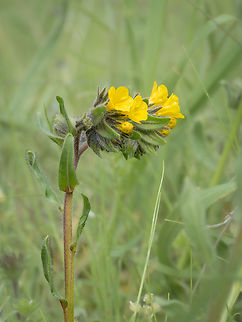 Alkanna primuliflora https://www.jungledragon.com/image/148769/alkanna_primuliflora.html Alkanna primuliflora,Boraginaceae,Boraginales,Bulgaria,Eudicot,Flowering Plant,Geotagged,Magnoliophyta,Plantae,Sakar mountain,Spring,Wildlife