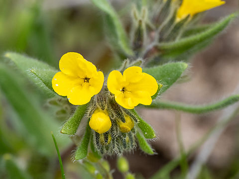 Alkanna primuliflora