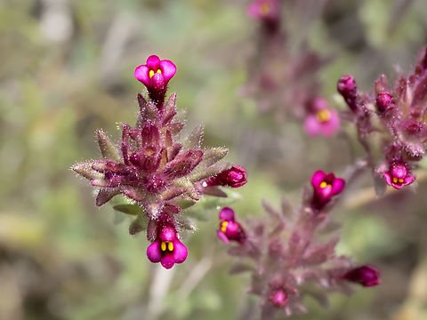 Broadleaf glandweed - Parentucellia latifolia https://www.jungledragon.com/image/148771/broadleaf_glandweed_-_parentucellia_latifolia.html
https://www.jungledragon.com/image/148772/broadleaf_glandweed_-_parentucellia_latifolia.html Broadleaf Glandweed,Broadleaf glandweed,Bulgaria,Eudicot,Europe,Flowering Plant,Geotagged,Lamiales,Magnoliophyta,Orobanchaceae,Parentucellia latifolia,Plantae,Sakar mountain,Spring,Wildlife