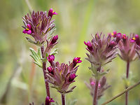 Broadleaf glandweed - Parentucellia latifolia https://www.jungledragon.com/image/148772/broadleaf_glandweed_-_parentucellia_latifolia.html<br />
https://www.jungledragon.com/image/148770/broadleaf_glandweed_-_parentucellia_latifolia.html Broadleaf Glandweed,Broadleaf glandweed,Bulgaria,Eudicot,Flowering Plant,Geotagged,Lamiales,Magnoliophyta,Orobanchaceae,Parentucellia latifolia,Plantae,Spring,Wildlife