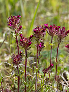 Broadleaf glandweed - Parentucellia latifolia https://www.jungledragon.com/image/148771/broadleaf_glandweed_-_parentucellia_latifolia.html
https://www.jungledragon.com/image/148770/broadleaf_glandweed_-_parentucellia_latifolia.html Broadleaf Glandweed,Broadleaf glandweed,Bulgaria,Eudicot,Flowering Plant,Geotagged,Lamiales,Magnoliophyta,Orobanchaceae,Parentucellia latifolia,Plantae,Spring,Wildlife