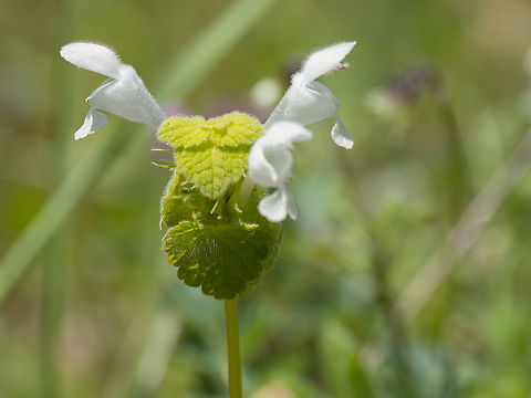 Red Deadnettle - Lamium purpureum var. albiflorum  Bulgaria,Eudicot,Flowering Plant,Geotagged,Lamiaceae,Lamiales,Lamium purpureum,Magnoliophyta,Plantae,Purple dead-nettle,Red Deadnettle,Spring,Wildlife