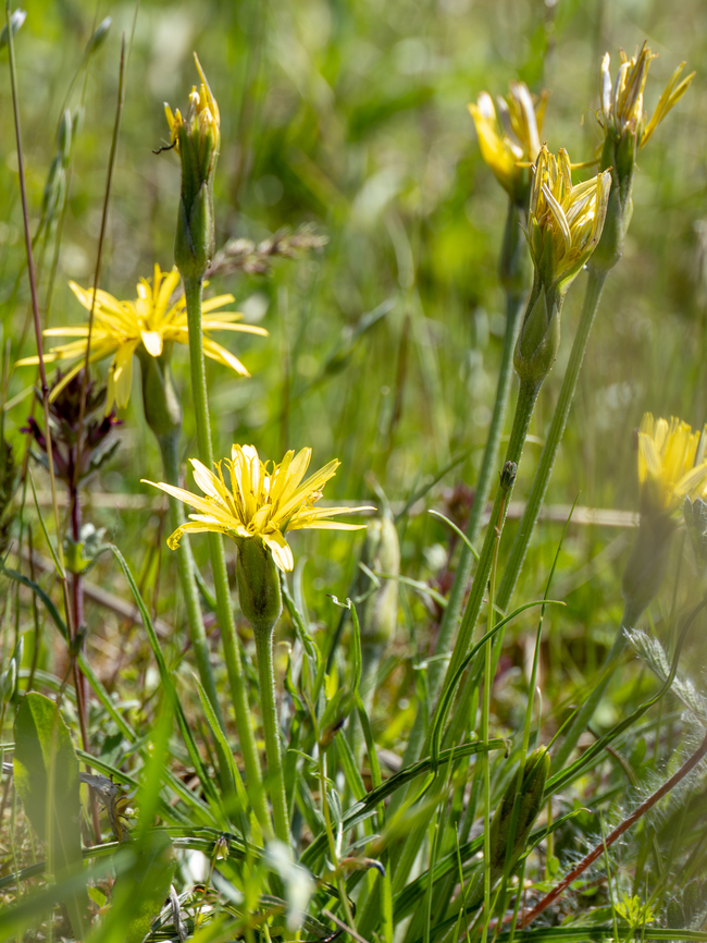 Scorzonera mollis <figure class="photo"><a href="https://www.jungledragon.com/image/148775/scorzonera_mollis.html" title="Scorzonera mollis"><img src="https://s3.amazonaws.com/media.jungledragon.com/images/1332/148775_thumb.jpg?AWSAccessKeyId=05GMT0V3GWVNE7GGM1R2&Expires=1767225610&Signature=9AzIe0wyjbZxlvhIcmoljGTocDw%3D" width="200" height="150" alt="Scorzonera mollis https://www.jungledragon.com/image/148774/scorzonera_mollis.html Asteraceae,Asterales,Bulgaria,Eudicot,Europe,Flowering Plant,Geotagged,Magnoliophyta,Plantae,Sakar mountain,Scorzonera mollis,Spring,Wildlife" /></a></figure> Asteraceae,Asterales,Bulgaria,Eudicot,Europe,Flowering Plant,Geotagged,Magnoliophyta,Plantae,Sakar mountain,Scorzonera mollis,Spring,Wildlife