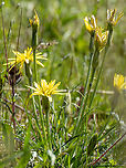 Scorzonera mollis https://www.jungledragon.com/image/148775/scorzonera_mollis.html Asteraceae,Asterales,Bulgaria,Eudicot,Europe,Flowering Plant,Geotagged,Magnoliophyta,Plantae,Sakar mountain,Scorzonera mollis,Spring,Wildlife