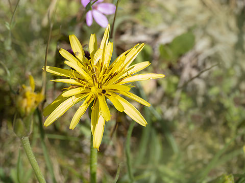 Scorzonera mollis https://www.jungledragon.com/image/148774/scorzonera_mollis.html Asteraceae,Asterales,Bulgaria,Eudicot,Europe,Flowering Plant,Geotagged,Magnoliophyta,Plantae,Sakar mountain,Scorzonera mollis,Spring,Wildlife
