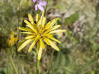 Scorzonera mollis https://www.jungledragon.com/image/148774/scorzonera_mollis.html Asteraceae,Asterales,Bulgaria,Eudicot,Europe,Flowering Plant,Geotagged,Magnoliophyta,Plantae,Sakar mountain,Scorzonera mollis,Spring,Wildlife