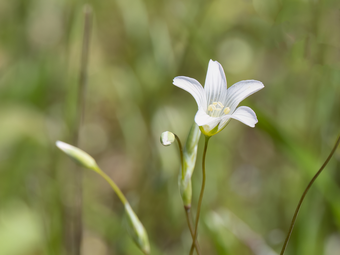 Moenchia mantica <figure class="photo"><a href="https://www.jungledragon.com/image/148777/moenchia_mantica.html" title="Moenchia mantica"><img src="https://s3.amazonaws.com/media.jungledragon.com/images/1332/148777_thumb.jpg?AWSAccessKeyId=05GMT0V3GWVNE7GGM1R2&Expires=1769040010&Signature=kbD68DsRyIGdk1TrpRAiL3cIQZc%3D" width="116" height="152" alt="Moenchia mantica https://www.jungledragon.com/image/148776/moenchia_mantica.html Bulgaria,Caryophyllaceae,Caryophyllales,Eudicot,Europe,Flowering Plant,Geotagged,Magnoliophyta,Moenchia,Moenchia mantica,Plantae,Sakar mountain,Spring,Upright chickweed,Wildlife" /></a></figure> Bulgaria,Caryophyllaceae,Caryophyllales,Eudicot,Europe,Flowering Plant,Geotagged,Magnoliophyta,Moenchia,Moenchia mantica,Plantae,Sakar mountain,Spring,Upright chickweed,Wildlife