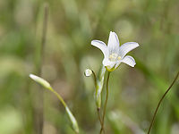 Moenchia mantica https://www.jungledragon.com/image/148777/moenchia_mantica.html Bulgaria,Caryophyllaceae,Caryophyllales,Eudicot,Europe,Flowering Plant,Geotagged,Magnoliophyta,Moenchia,Moenchia mantica,Plantae,Sakar mountain,Spring,Upright chickweed,Wildlife