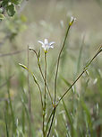 Moenchia mantica https://www.jungledragon.com/image/148776/moenchia_mantica.html Bulgaria,Caryophyllaceae,Caryophyllales,Eudicot,Europe,Flowering Plant,Geotagged,Magnoliophyta,Moenchia,Moenchia mantica,Plantae,Sakar mountain,Spring,Upright chickweed,Wildlife