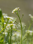 White ballmustard - Calepina irregularis https://www.jungledragon.com/image/148779/white_ballmustard_-_calepina_irregularis.html Brassicaceae,Brassicales,Bulgaria,Calepina irregularis,Eudicot,Europe,Flowering Plant,Geotagged,Magnoliophyta,Plantae,Sakar mountain,Spring,White ballmustard,Wildlife