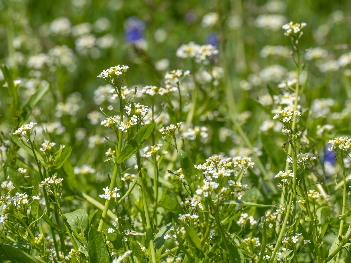 White ballmustard - Calepina irregularis <figure class="photo"><a href="https://www.jungledragon.com/image/148778/white_ballmustard_-_calepina_irregularis.html" title="White ballmustard - Calepina irregularis"><img src="https://s3.amazonaws.com/media.jungledragon.com/images/1332/148778_thumb.jpg?AWSAccessKeyId=05GMT0V3GWVNE7GGM1R2&Expires=1769040010&Signature=t3%2Bxo0jkriGIOQwT%2Fa9Qi%2FRdX20%3D" width="116" height="152" alt="White ballmustard - Calepina irregularis https://www.jungledragon.com/image/148779/white_ballmustard_-_calepina_irregularis.html Brassicaceae,Brassicales,Bulgaria,Calepina irregularis,Eudicot,Europe,Flowering Plant,Geotagged,Magnoliophyta,Plantae,Sakar mountain,Spring,White ballmustard,Wildlife" /></a></figure> Brassicaceae,Brassicales,Bulgaria,Calepina irregularis,Eudicot,Europe,Flowering Plant,Geotagged,Magnoliophyta,Plantae,Sakar mountain,Spring,White ballmustard,Wildlife