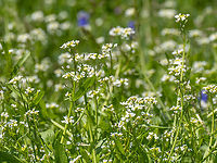 White ballmustard - Calepina irregularis https://www.jungledragon.com/image/148778/white_ballmustard_-_calepina_irregularis.html Brassicaceae,Brassicales,Bulgaria,Calepina irregularis,Eudicot,Europe,Flowering Plant,Geotagged,Magnoliophyta,Plantae,Sakar mountain,Spring,White ballmustard,Wildlife