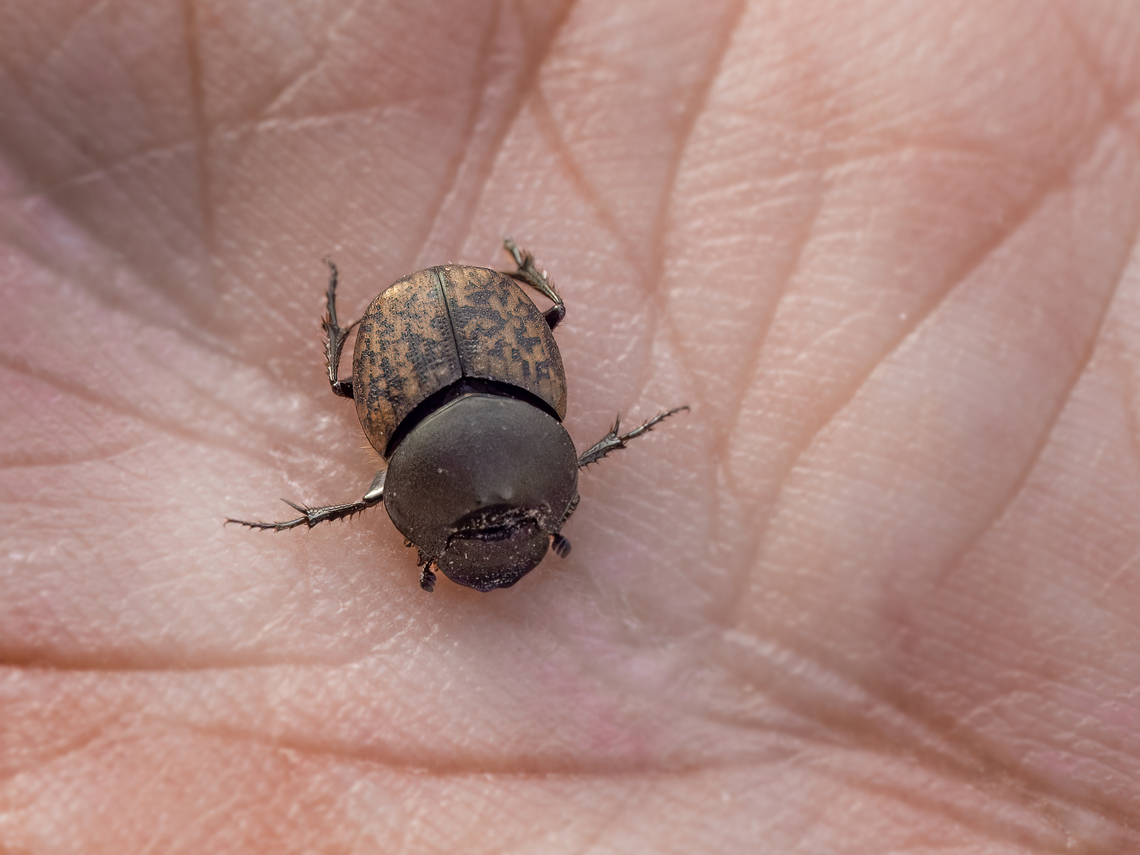 Dung beetle - Onthophagus coenobita I don't recall taking any other photos like this, but this little guy landed right on my hand. Luckily the camera was in my other hand and I was able to get a few shots. But when I tried to place it in a natural environment in a suitable place for more photos, it flew away.  Animalia,Arthropoda,Bulgaria,Coleoptera,Europe,Geotagged,Insecta,Onthophagus coenobita,Sakar mountain,Scarabaeidae,Scarabeoidea,Spring,Wildlife