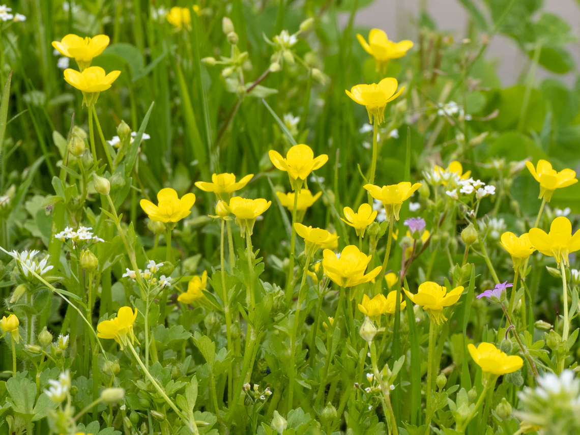 Jerusalem butercup - Ranunculus millefoliatus <figure class="photo"><a href="https://www.jungledragon.com/image/148805/jerusalem_butercup_-_ranunculus_millefoliatus.html" title="Jerusalem butercup - Ranunculus millefoliatus"><img src="https://s3.amazonaws.com/media.jungledragon.com/images/1332/148805_thumb.jpg?AWSAccessKeyId=05GMT0V3GWVNE7GGM1R2&Expires=1759968010&Signature=bmkRvz3EItiCKq4BEFcj9e%2F0zVU%3D" width="200" height="150" alt="Jerusalem butercup - Ranunculus millefoliatus https://www.jungledragon.com/image/148803/jerusalem_butercup_-_ranunculus_millefoliatus.html<br />
https://www.jungledragon.com/image/148804/jerusalem_butercup_-_ranunculus_millefoliatus.html Bulgaria,Eudicot,Europe,Flowering Plant,Geotagged,Jerusalem butercup,Magnoliophyta,Plantae,Ranunculaceae,Ranunculales,Ranunculus millefoliatus,Sakar mountain,Spring,Wildlife" /></a></figure><br />
<figure class="photo"><a href="https://www.jungledragon.com/image/148804/jerusalem_butercup_-_ranunculus_millefoliatus.html" title="Jerusalem butercup - Ranunculus millefoliatus"><img src="https://s3.amazonaws.com/media.jungledragon.com/images/1332/148804_thumb.jpg?AWSAccessKeyId=05GMT0V3GWVNE7GGM1R2&Expires=1759968010&Signature=1smSq2S3CGDUd%2BWDeieS8Gz6g6g%3D" width="116" height="152" alt="Jerusalem butercup - Ranunculus millefoliatus https://www.jungledragon.com/image/148803/jerusalem_butercup_-_ranunculus_millefoliatus.html<br />
https://www.jungledragon.com/image/148805/jerusalem_butercup_-_ranunculus_millefoliatus.html Bulgaria,Eudicot,Europe,Flowering Plant,Geotagged,Jerusalem butercup,Magnoliophyta,Plantae,Ranunculaceae,Ranunculales,Ranunculus millefoliatus,Sakar mountain,Spring,Wildlife" /></a></figure> Bulgaria,Eudicot,Europe,Flowering Plant,Geotagged,Jerusalem butercup,Magnoliophyta,Plantae,Ranunculaceae,Ranunculales,Ranunculus millefoliatus,Sakar mountain,Spring,Wildlife