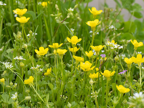 Jerusalem butercup - Ranunculus millefoliatus https://www.jungledragon.com/image/148805/jerusalem_butercup_-_ranunculus_millefoliatus.html
https://www.jungledragon.com/image/148804/jerusalem_butercup_-_ranunculus_millefoliatus.html Bulgaria,Eudicot,Europe,Flowering Plant,Geotagged,Jerusalem butercup,Magnoliophyta,Plantae,Ranunculaceae,Ranunculales,Ranunculus millefoliatus,Sakar mountain,Spring,Wildlife