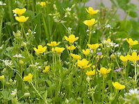 Jerusalem butercup - Ranunculus millefoliatus https://www.jungledragon.com/image/148805/jerusalem_butercup_-_ranunculus_millefoliatus.html<br />
https://www.jungledragon.com/image/148804/jerusalem_butercup_-_ranunculus_millefoliatus.html Bulgaria,Eudicot,Europe,Flowering Plant,Geotagged,Jerusalem butercup,Magnoliophyta,Plantae,Ranunculaceae,Ranunculales,Ranunculus millefoliatus,Sakar mountain,Spring,Wildlife
