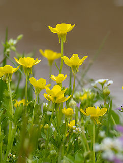 Jerusalem butercup - Ranunculus millefoliatus https://www.jungledragon.com/image/148803/jerusalem_butercup_-_ranunculus_millefoliatus.html
https://www.jungledragon.com/image/148805/jerusalem_butercup_-_ranunculus_millefoliatus.html Bulgaria,Eudicot,Europe,Flowering Plant,Geotagged,Jerusalem butercup,Magnoliophyta,Plantae,Ranunculaceae,Ranunculales,Ranunculus millefoliatus,Sakar mountain,Spring,Wildlife