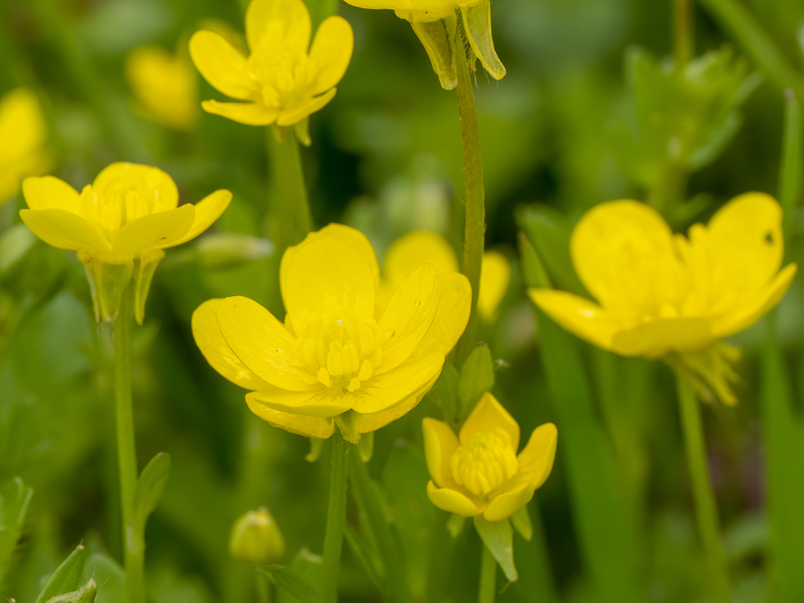 Jerusalem butercup - Ranunculus millefoliatus <figure class="photo"><a href="https://www.jungledragon.com/image/148803/jerusalem_butercup_-_ranunculus_millefoliatus.html" title="Jerusalem butercup - Ranunculus millefoliatus"><img src="https://s3.amazonaws.com/media.jungledragon.com/images/1332/148803_thumb.jpg?AWSAccessKeyId=05GMT0V3GWVNE7GGM1R2&Expires=1759968010&Signature=4TUB%2F87pdQEIg7av2KIIcMJwIJY%3D" width="200" height="150" alt="Jerusalem butercup - Ranunculus millefoliatus https://www.jungledragon.com/image/148805/jerusalem_butercup_-_ranunculus_millefoliatus.html<br />
https://www.jungledragon.com/image/148804/jerusalem_butercup_-_ranunculus_millefoliatus.html Bulgaria,Eudicot,Europe,Flowering Plant,Geotagged,Jerusalem butercup,Magnoliophyta,Plantae,Ranunculaceae,Ranunculales,Ranunculus millefoliatus,Sakar mountain,Spring,Wildlife" /></a></figure><br />
<figure class="photo"><a href="https://www.jungledragon.com/image/148804/jerusalem_butercup_-_ranunculus_millefoliatus.html" title="Jerusalem butercup - Ranunculus millefoliatus"><img src="https://s3.amazonaws.com/media.jungledragon.com/images/1332/148804_thumb.jpg?AWSAccessKeyId=05GMT0V3GWVNE7GGM1R2&Expires=1759968010&Signature=1smSq2S3CGDUd%2BWDeieS8Gz6g6g%3D" width="116" height="152" alt="Jerusalem butercup - Ranunculus millefoliatus https://www.jungledragon.com/image/148803/jerusalem_butercup_-_ranunculus_millefoliatus.html<br />
https://www.jungledragon.com/image/148805/jerusalem_butercup_-_ranunculus_millefoliatus.html Bulgaria,Eudicot,Europe,Flowering Plant,Geotagged,Jerusalem butercup,Magnoliophyta,Plantae,Ranunculaceae,Ranunculales,Ranunculus millefoliatus,Sakar mountain,Spring,Wildlife" /></a></figure> Bulgaria,Eudicot,Europe,Flowering Plant,Geotagged,Jerusalem butercup,Magnoliophyta,Plantae,Ranunculaceae,Ranunculales,Ranunculus millefoliatus,Sakar mountain,Spring,Wildlife