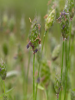 Rendle's meadow foxtail - Alopecurus rendlei (syn. A. utriculatus) https://www.jungledragon.com/image/148807/rendles_meadow_foxtail_-_alopecurus_rendlei_syn._a._utriculatus.html Alopecurus rendlei,Alopecurus utriculatus,Bulgaria,Europe,Flowering Plant,Geotagged,Magnoliophyta,Monocot,Plantae,Poaceae,Poales,Rendle's meadow foxtail,Sakar mountain,Spring,Wildlife