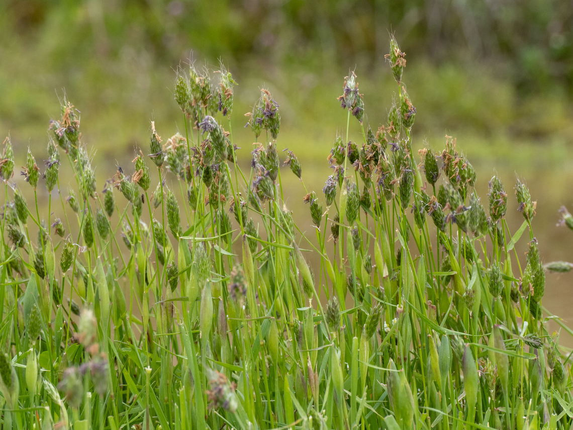 Rendle's meadow foxtail - Alopecurus rendlei (syn. A. utriculatus) <figure class="photo"><a href="https://www.jungledragon.com/image/148806/rendles_meadow_foxtail_-_alopecurus_rendlei_syn._a._utriculatus.html" title="Rendle&#039;s meadow foxtail - Alopecurus rendlei (syn. A. utriculatus)"><img src="https://s3.amazonaws.com/media.jungledragon.com/images/1332/148806_thumb.jpg?AWSAccessKeyId=05GMT0V3GWVNE7GGM1R2&Expires=1759968010&Signature=htxFnCqoLBUFm3iCYYsng8e4rGI%3D" width="116" height="152" alt="Rendle&#039;s meadow foxtail - Alopecurus rendlei (syn. A. utriculatus) https://www.jungledragon.com/image/148807/rendles_meadow_foxtail_-_alopecurus_rendlei_syn._a._utriculatus.html Alopecurus rendlei,Alopecurus utriculatus,Bulgaria,Europe,Flowering Plant,Geotagged,Magnoliophyta,Monocot,Plantae,Poaceae,Poales,Rendle&#039;s meadow foxtail,Sakar mountain,Spring,Wildlife" /></a></figure> Alopecurus rendlei,Alopecurus utriculatus,Bulgaria,Europe,Flowering Plant,Geotagged,Magnoliophyta,Monocot,Plantae,Poaceae,Poales,Rendle's meadow foxtail,Sakar mountain,Spring,Wildlife