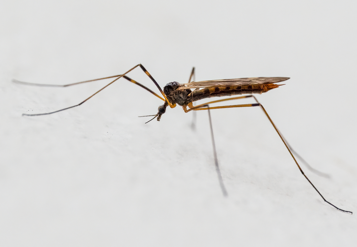 Metalimnobia cf zetterstedti The identification is a bit questionable. The photo was taken on 21 April in Sakar Mountain. I believe this is Limoniid, Metalimnobia zetterstedti. I could not find more specific information, except that 2 species have been recorded in Bulgaria - this one and M.bifasciata. But based on the appearance, wings pattern and leg coloration, I believe this is the species. I am not in a position for a more thorough laboratory study of the specimen.<br />
<figure class="photo"><a href="https://www.jungledragon.com/image/148809/metalimnobia_cf_zetterstedti.html" title="Metalimnobia cf zetterstedti"><img src="https://s3.amazonaws.com/media.jungledragon.com/images/1332/148809_thumb.jpg?AWSAccessKeyId=05GMT0V3GWVNE7GGM1R2&Expires=1769040010&Signature=wjvObI19D%2BO8oNy0FSr9UK39wSc%3D" width="126" height="152" alt="Metalimnobia cf zetterstedti The identification is a bit questionable. The photo was taken on 21 April in Sakar Mountain. I believe this is Limoniid, Metalimnobia zetterstedti. I could not find more specific information, except that 2 species have been recorded in Bulgaria - this one and M.bifasciata. But based on the appearance, wings pattern and leg coloration, I believe this is the species. I am not in a position for a more thorough laboratory study of the specimen.<br />
https://www.jungledragon.com/image/148808/metalimnobia_cf_zetterstedti.html Animalia,Arthropoda,Bulgaria,Diptera,Europe,Geotagged,Insecta,Limoniidae,Metalimnobia zetterstedti,Sakar mountain,Spring,Wildlife" /></a></figure> Animalia,Arthropoda,Bulgaria,Diptera,Europe,Geotagged,Insecta,Limoniidae,Metalimnobia zetterstedti,Sakar mountain,Spring,Wildlife