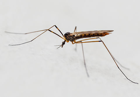 Metalimnobia cf zetterstedti The identification is a bit questionable. The photo was taken on 21 April in Sakar Mountain. I believe this is Limoniid, Metalimnobia zetterstedti. I could not find more specific information, except that 2 species have been recorded in Bulgaria - this one and M.bifasciata. But based on the appearance, wings pattern and leg coloration, I believe this is the species. I am not in a position for a more thorough laboratory study of the specimen.
https://www.jungledragon.com/image/148809/metalimnobia_cf_zetterstedti.html Animalia,Arthropoda,Bulgaria,Diptera,Europe,Geotagged,Insecta,Limoniidae,Metalimnobia zetterstedti,Sakar mountain,Spring,Wildlife