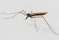 Metalimnobia cf zetterstedti The identification is a bit questionable. The photo was taken on 21 April in Sakar Mountain. I believe this is Limoniid, Metalimnobia zetterstedti. I could not find more specific information, except that 2 species have been recorded in Bulgaria - this one and M.bifasciata. But based on the appearance, wings pattern and leg coloration, I believe this is the species. I am not in a position for a more thorough laboratory study of the specimen.<br />
https://www.jungledragon.com/image/148809/metalimnobia_cf_zetterstedti.html Animalia,Arthropoda,Bulgaria,Diptera,Europe,Geotagged,Insecta,Limoniidae,Metalimnobia zetterstedti,Sakar mountain,Spring,Wildlife