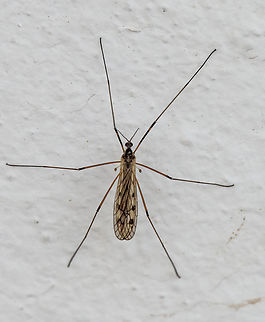 Metalimnobia cf zetterstedti The identification is a bit questionable. The photo was taken on 21 April in Sakar Mountain. I believe this is Limoniid, Metalimnobia zetterstedti. I could not find more specific information, except that 2 species have been recorded in Bulgaria - this one and M.bifasciata. But based on the appearance, wings pattern and leg coloration, I believe this is the species. I am not in a position for a more thorough laboratory study of the specimen.
https://www.jungledragon.com/image/148808/metalimnobia_cf_zetterstedti.html Animalia,Arthropoda,Bulgaria,Diptera,Europe,Geotagged,Insecta,Limoniidae,Metalimnobia zetterstedti,Sakar mountain,Spring,Wildlife