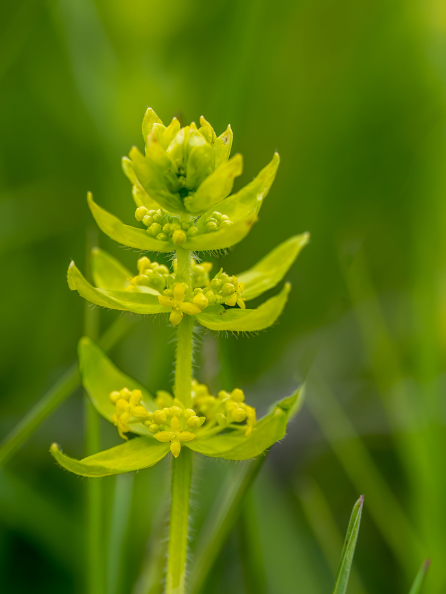 Cruciata laevipes <figure class="photo"><a href="https://www.jungledragon.com/image/148812/cruciata_laevipes.html" title="Cruciata laevipes"><img src="https://s3.amazonaws.com/media.jungledragon.com/images/1332/148812_thumb.jpg?AWSAccessKeyId=05GMT0V3GWVNE7GGM1R2&Expires=1759968010&Signature=X59OLgsukXb%2B%2FHGtqscJwkTTUJQ%3D" width="116" height="152" alt="Cruciata laevipes https://www.jungledragon.com/image/148811/cruciata_laevipes.html Bulgaria,Crosswort,Cruciata laevipes,Eudicot,Europe,Flowering Plant,Gentianales,Geotagged,Magnoliophyta,Plantae,Rubiaceae,Sakar mountain,Spring,Wildlife" /></a></figure> Bulgaria,Crosswort,Cruciata laevipes,Eudicot,Europe,Flowering Plant,Gentianales,Geotagged,Magnoliophyta,Plantae,Rubiaceae,Sakar mountain,Spring,Wildlife