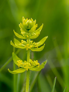 Cruciata laevipes https://www.jungledragon.com/image/148812/cruciata_laevipes.html Bulgaria,Crosswort,Cruciata laevipes,Eudicot,Europe,Flowering Plant,Gentianales,Geotagged,Magnoliophyta,Plantae,Rubiaceae,Sakar mountain,Spring,Wildlife