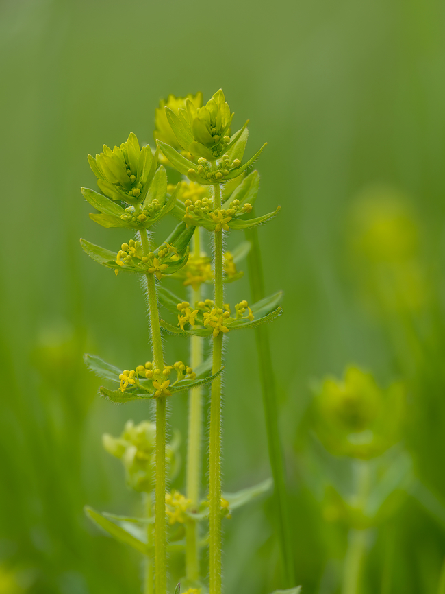 Cruciata laevipes <figure class="photo"><a href="https://www.jungledragon.com/image/148811/cruciata_laevipes.html" title="Cruciata laevipes"><img src="https://s3.amazonaws.com/media.jungledragon.com/images/1332/148811_thumb.jpg?AWSAccessKeyId=05GMT0V3GWVNE7GGM1R2&Expires=1759968010&Signature=WzSU9lWRE5PHgGQmXiiLfd6AoVk%3D" width="116" height="152" alt="Cruciata laevipes https://www.jungledragon.com/image/148812/cruciata_laevipes.html Bulgaria,Crosswort,Cruciata laevipes,Eudicot,Europe,Flowering Plant,Gentianales,Geotagged,Magnoliophyta,Plantae,Rubiaceae,Sakar mountain,Spring,Wildlife" /></a></figure> Bulgaria,Crosswort,Cruciata laevipes,Eudicot,Europe,Flowering Plant,Gentianales,Geotagged,Magnoliophyta,Plantae,Rubiaceae,Sakar mountain,Spring,Wildlife
