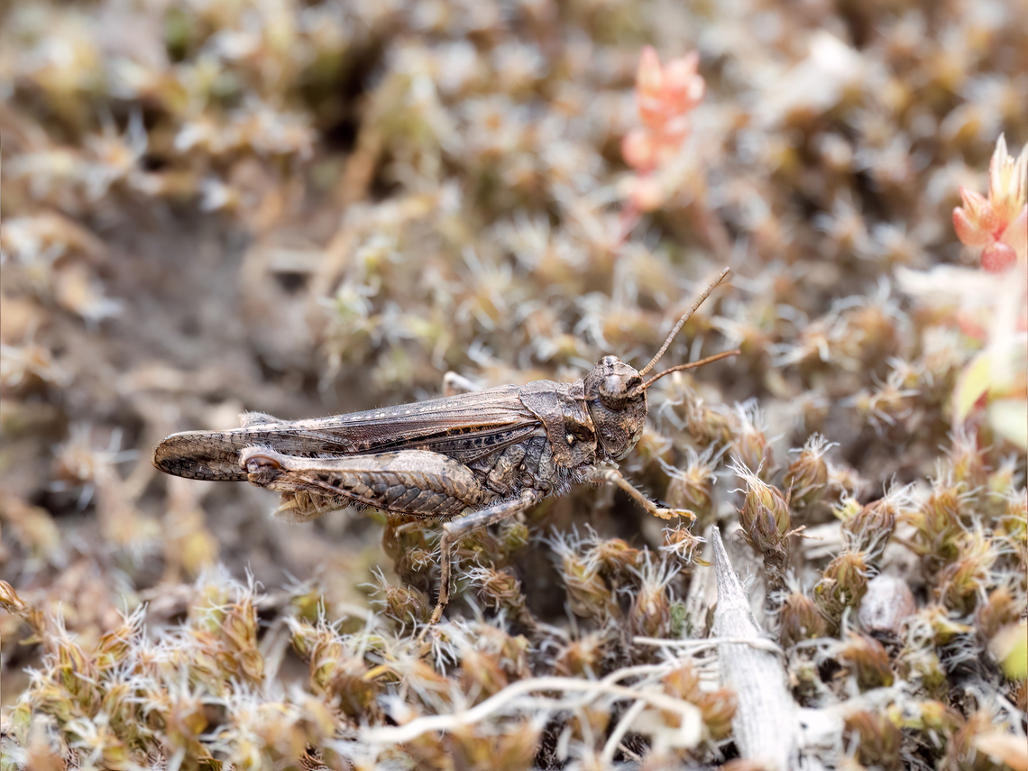Acrotylus insubricus  Acrididae,Acrotylus insubricus,Animalia,Arthropoda,Bulgaria,Common Digging Grasshopper,Europe,Geotagged,Insecta,Orthoptera,Sakar mountain,Short-horned Grasshopper,Spring,Wildlife