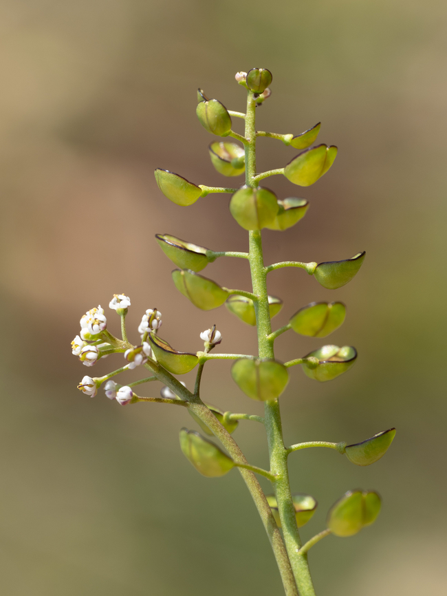 Teesdalia coronopifolia <figure class="photo"><a href="https://www.jungledragon.com/image/148823/teesdalia_coronopifolia.html" title="Teesdalia coronopifolia"><img src="https://s3.amazonaws.com/media.jungledragon.com/images/1332/148823_thumb.jpg?AWSAccessKeyId=05GMT0V3GWVNE7GGM1R2&Expires=1769040010&Signature=lT0J8xVRWanYz4dRQqPiiCnBxOY%3D" width="200" height="150" alt="Teesdalia coronopifolia https://www.jungledragon.com/image/148821/teesdalia_coronopifolia.html Brassicaceae,Brassicales,Bulgaria,Eudicot,Europe,Flowering Plant,Geotagged,Magnoliophyta,Plantae,Sakar mountain,Spring,Teesdalia coronopifolia,Wildlife" /></a></figure> Brassicaceae,Brassicales,Bulgaria,Eudicot,Europe,Flowering Plant,Geotagged,Magnoliophyta,Plantae,Sakar mountain,Spring,Teesdalia coronopifolia,Wildlife