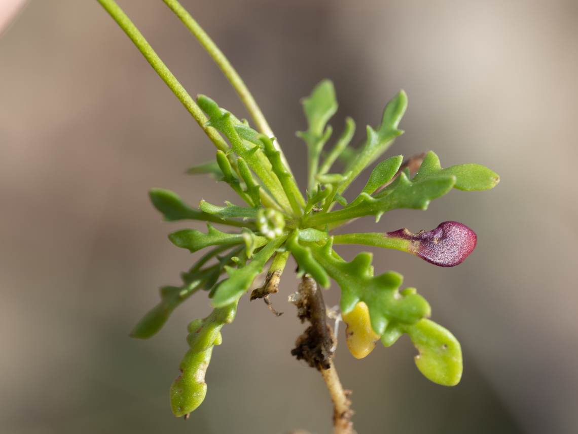 Teesdalia coronopifolia <figure class="photo"><a href="https://www.jungledragon.com/image/148821/teesdalia_coronopifolia.html" title="Teesdalia coronopifolia"><img src="https://s3.amazonaws.com/media.jungledragon.com/images/1332/148821_thumb.jpg?AWSAccessKeyId=05GMT0V3GWVNE7GGM1R2&Expires=1759968010&Signature=5U%2FvkvjGMkg%2FKAYRiPF3KX63Wc8%3D" width="116" height="152" alt="Teesdalia coronopifolia https://www.jungledragon.com/image/148823/teesdalia_coronopifolia.html Brassicaceae,Brassicales,Bulgaria,Eudicot,Europe,Flowering Plant,Geotagged,Magnoliophyta,Plantae,Sakar mountain,Spring,Teesdalia coronopifolia,Wildlife" /></a></figure> Brassicaceae,Brassicales,Bulgaria,Eudicot,Europe,Flowering Plant,Geotagged,Magnoliophyta,Plantae,Sakar mountain,Spring,Teesdalia coronopifolia,Wildlife