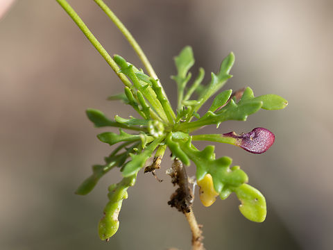 Teesdalia coronopifolia https://www.jungledragon.com/image/148821/teesdalia_coronopifolia.html Brassicaceae,Brassicales,Bulgaria,Eudicot,Europe,Flowering Plant,Geotagged,Magnoliophyta,Plantae,Sakar mountain,Spring,Teesdalia coronopifolia,Wildlife
